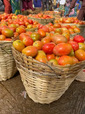 UTC TOMATOES (1st Grade)