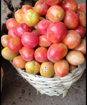 UTC TOMATOES (1st Grade)