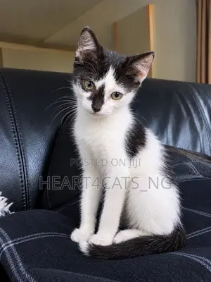 1-3 months Female Mixed Breed American Shorthair