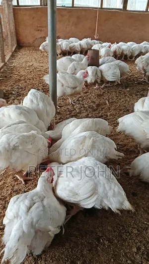 Healthy Broiler Chickens for Sale