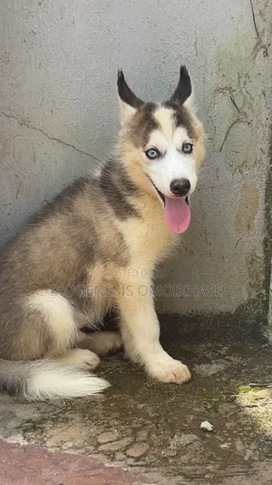 1-3 months Male Purebred Siberian Husky
