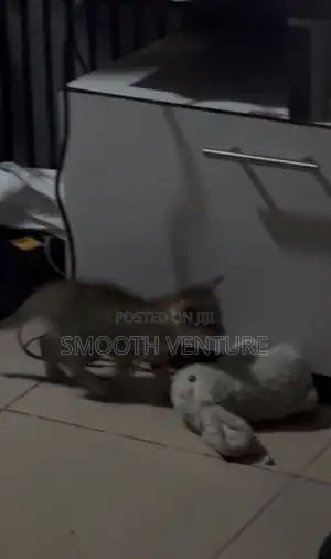 1-3 months Female Mixed Breed Cat
