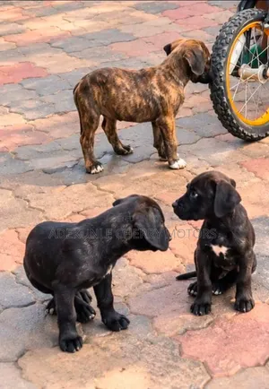 1-3 months Female Purebred Boerboel