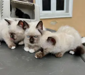 1-3 months Female Purebred Siamese
