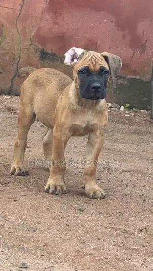 1-3 months Male Purebred Boerboel