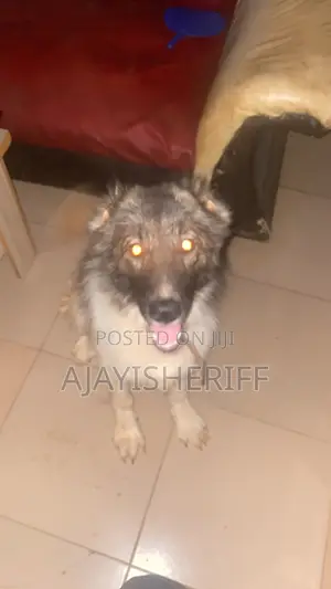 6-12 months Female Purebred Caucasian Shepherd