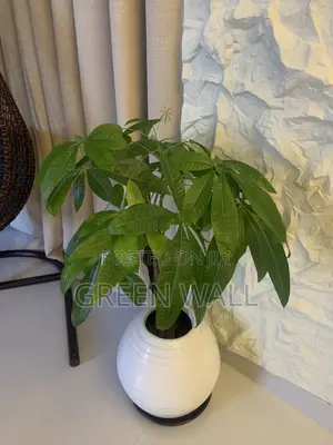 Money Tree Plant