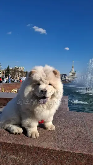 6-12 months Male Purebred Chow Chow