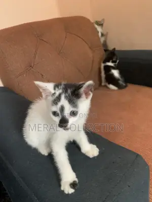 1-3 months Female Mixed Breed Mongrel (No Breed)