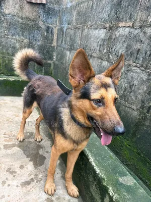 1+ year Male Purebred German Shepherd