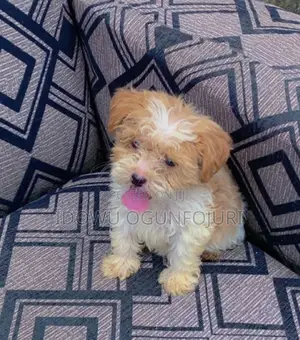 1-3 months Female Purebred Lhasa Apso