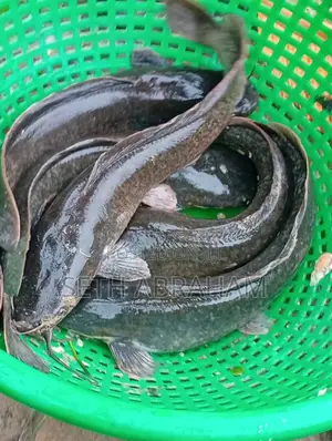 Tablesize / Melange Catfish for Quick Sale in Ib(direct Farmers Price)