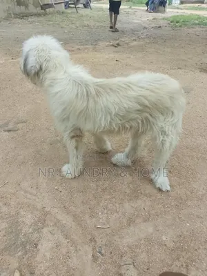 6-12 months Male Purebred Dog