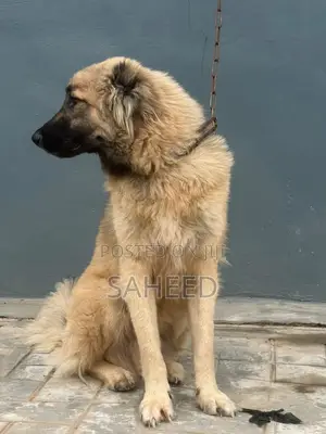 1+ year Male Purebred German Shepherd