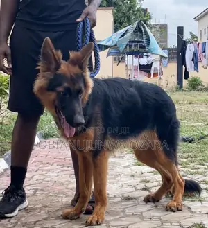 6-12 months Male Purebred German Shepherd