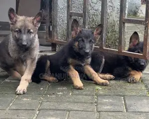 1-3 months Female Purebred German Shepherd