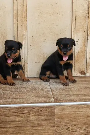 1-3 months Female Purebred Rottweiler