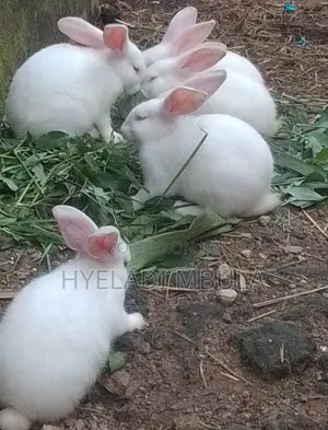 Beautiful Bunnies