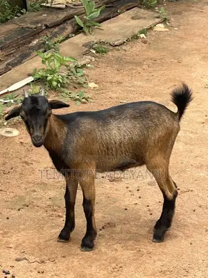 Affordable Healthy and Vaccinated Female Goat