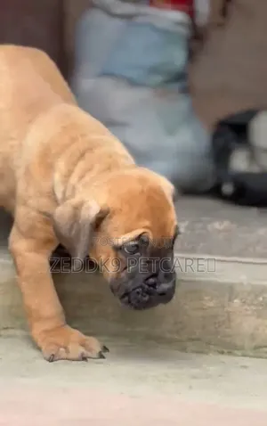1-3 months Female Purebred Boerboel