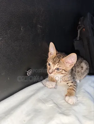 1-3 months Male Mixed Breed Egyptian Mau