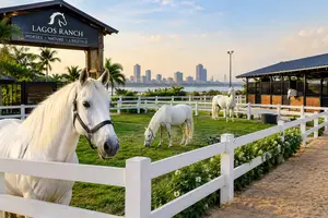 Hire Horses for Events and Parade