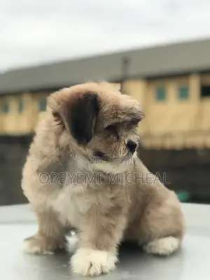 1-3 months Male Purebred Lhasa Apso