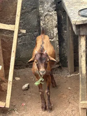 Healthy Male Goat