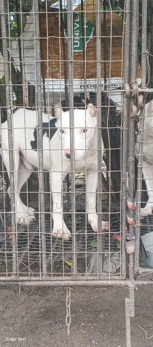 3-6 months Female Purebred American Pit Bull Terrier