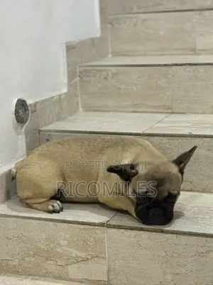 3-6 months Male Purebred French Bulldog