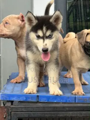 1-3 months Female Purebred Siberian Husky