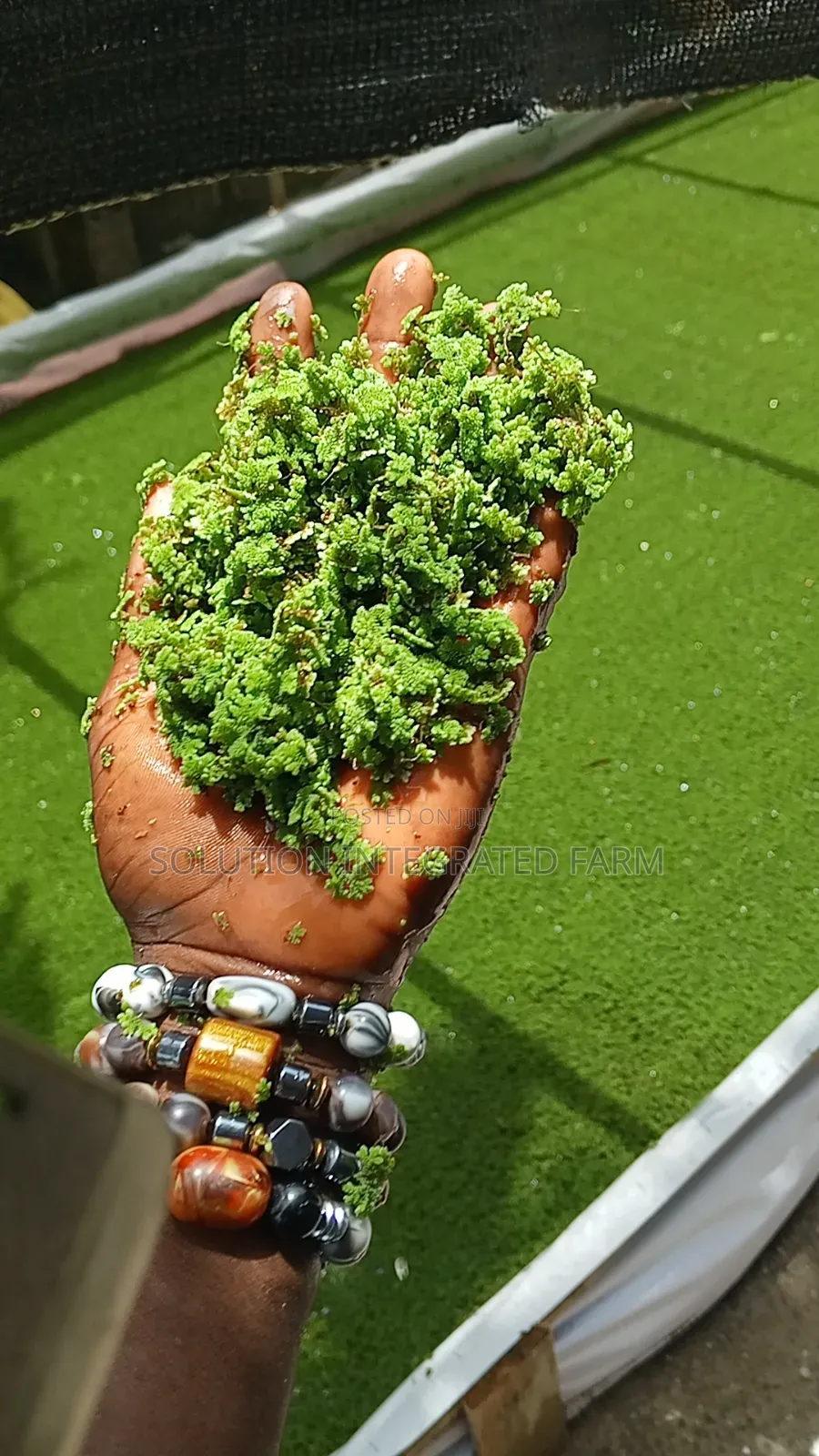 Azolla Feed