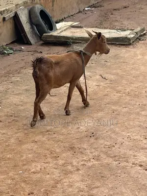 Matured Big Female Doe
