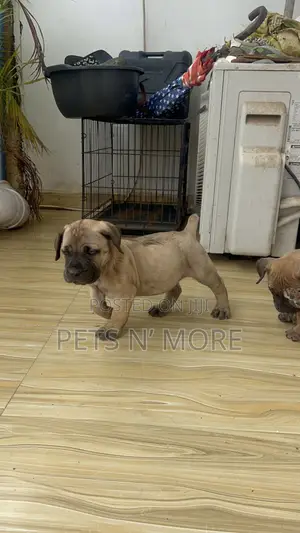 1-3 months Female Purebred Boerboel