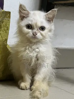 1-3 months Male Purebred Persian