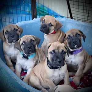 1-3 months Female Purebred Boerboel