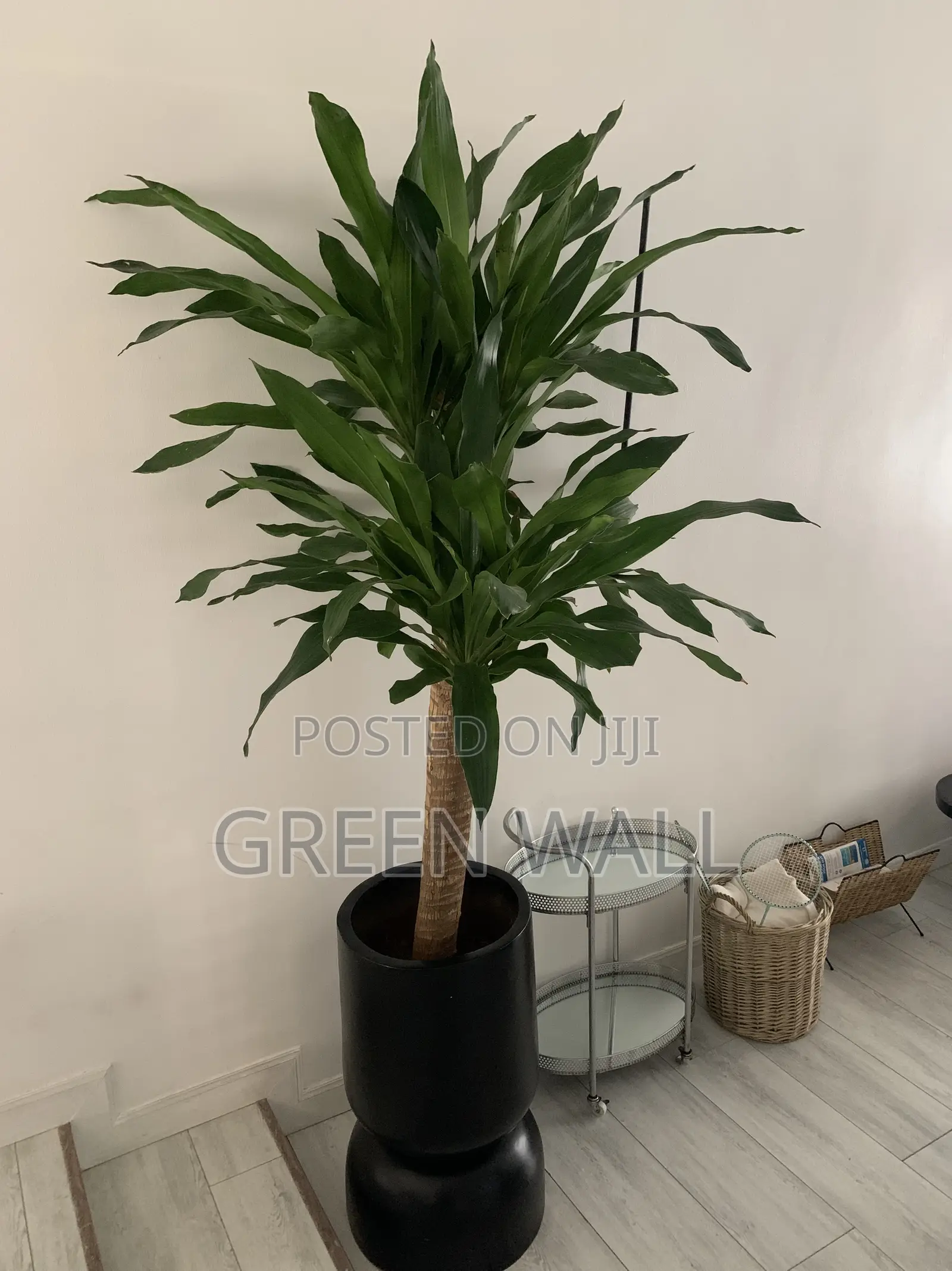 Yucca Plant