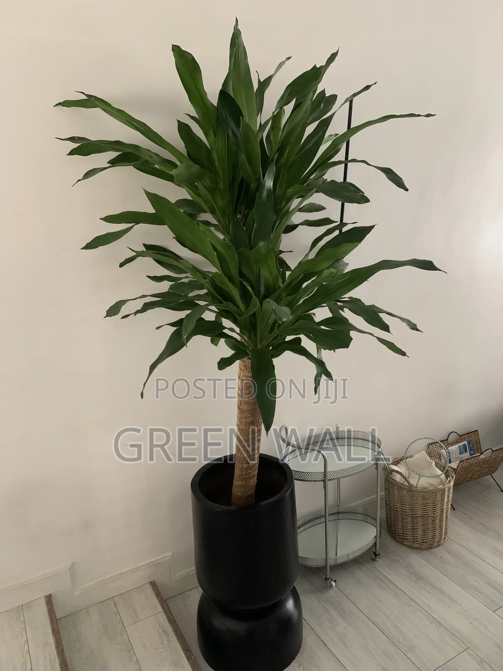 Yucca Plant