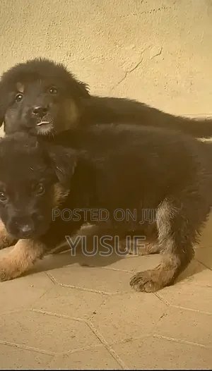 1-3 months Female Purebred German Shepherd