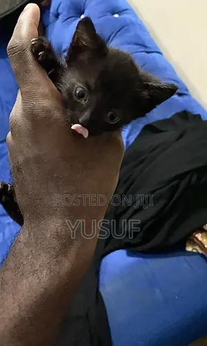 1-3 months Male Purebred American Shorthair