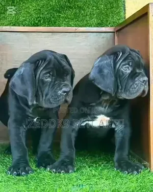 1-3 months Female Purebred Boerboel
