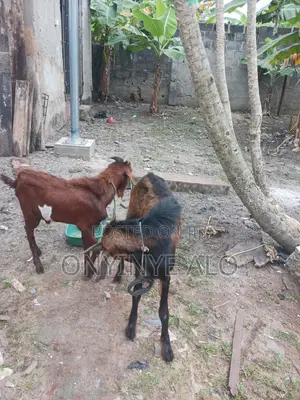 Goats for Sale