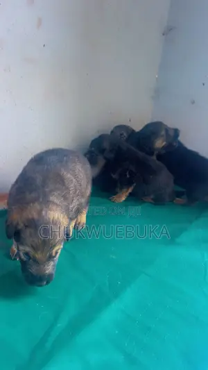 0-1 month Male Purebred German Shepherd