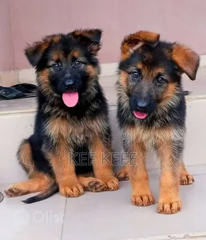 1-3 months Female Purebred German Shepherd