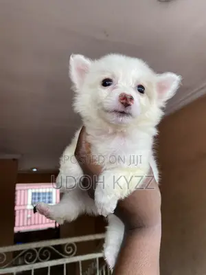 1-3 months Male Purebred American Eskimo