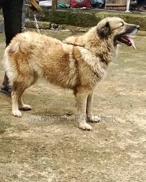 1+ year Female Purebred Caucasian Shepherd