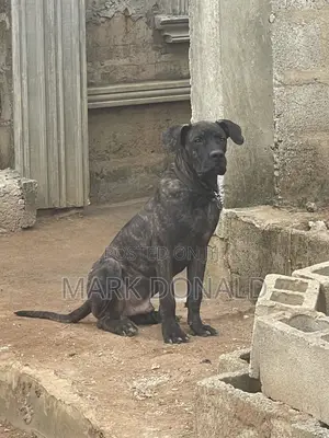 6-12 months Male Purebred Boerboel