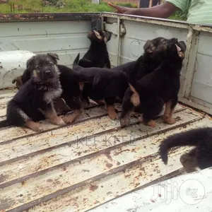 1-3 months Female Purebred German Shepherd