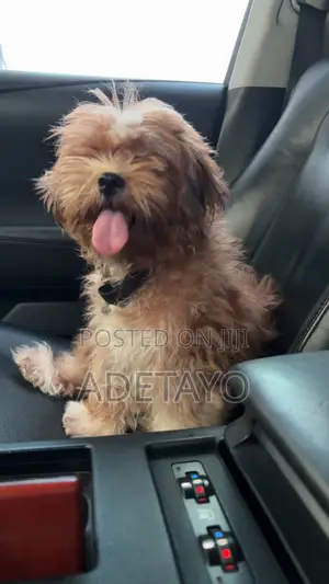 1+ year Female Purebred Lhasa Apso