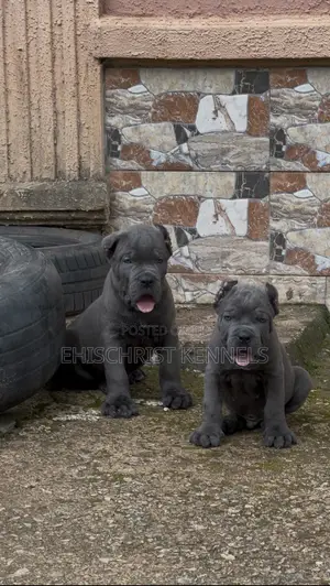 1-3 months Female Purebred Cane Corso
